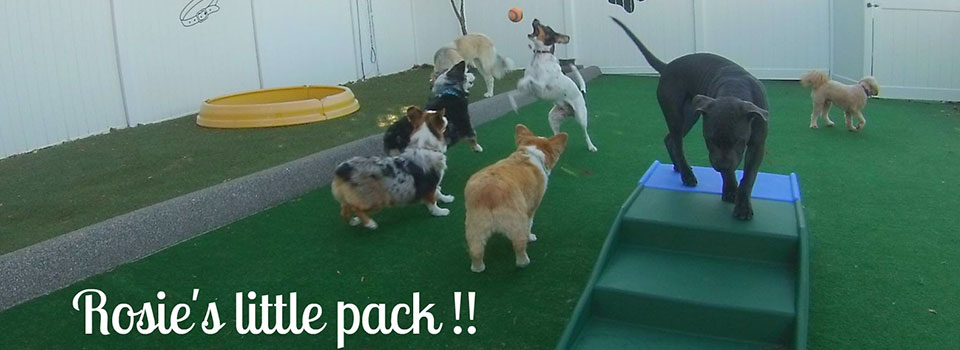 rosie's place dog daycare
